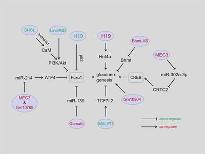 Frontiers | Recent advances of long non-coding RNAs in control of 